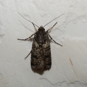 Agrotis porphyricollis at McKellar, ACT - 10 Mar 2022