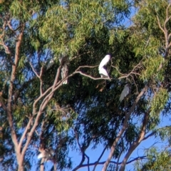 Cacatua sanguinea (Little Corella) at East Albury, NSW - 10 Mar 2022 by Darcy