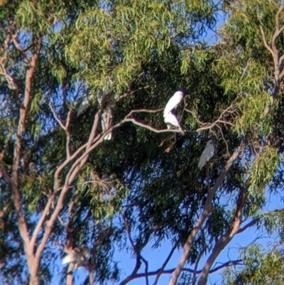 Cacatua sanguinea (Little Corella) at East Albury, NSW - 10 Mar 2022 by Darcy