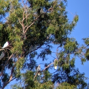 Cacatua sanguinea at East Albury, NSW - 10 Mar 2022