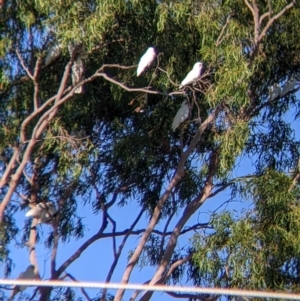 Cacatua sanguinea at East Albury, NSW - 10 Mar 2022