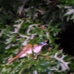 Entomyzon cyanotis (Blue-faced Honeyeater) at Albury - 10 Mar 2022 by Darcy