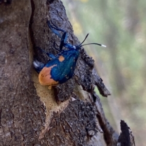 Cebysa leucotelus at Symonston, ACT - 10 Mar 2022