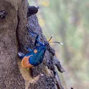 Cebysa leucotelus at Symonston, ACT - 10 Mar 2022