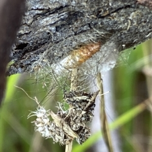 Arctiinae (subfamily) at suppressed - 8 Mar 2022