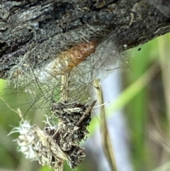 Arctiinae (subfamily) at Macarthur, ACT - 8 Mar 2022