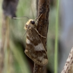 Anestia (genus) (A tiger moth) at Macarthur, ACT - 6 Mar 2022 by RAllen