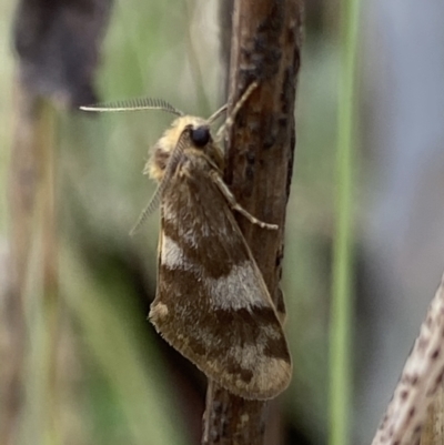 Anestia (genus) (A tiger moth) at Macarthur, ACT - 6 Mar 2022 by RAllen