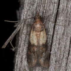 Plodia interpunctella (Indian meal moth) at Melba, ACT - 9 Jan 2022 by kasiaaus