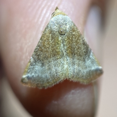 Mataeomera mesotaenia (Large Scale Moth) at QPRC LGA - 10 Mar 2022 by Steve_Bok