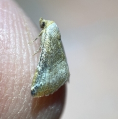 Mataeomera mesotaenia at Jerrabomberra, NSW - 10 Mar 2022