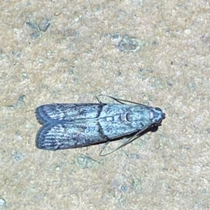 Cryptoblabes euraphella at Jerrabomberra, NSW - 10 Mar 2022