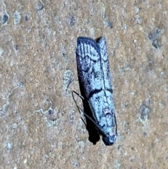 Cryptoblabes euraphella at Jerrabomberra, NSW - 10 Mar 2022