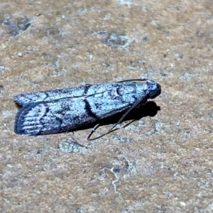 Cryptoblabes euraphella at Jerrabomberra, NSW - 10 Mar 2022