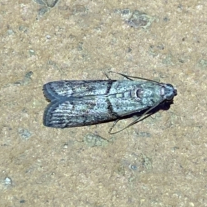 Cryptoblabes euraphella at Jerrabomberra, NSW - 10 Mar 2022