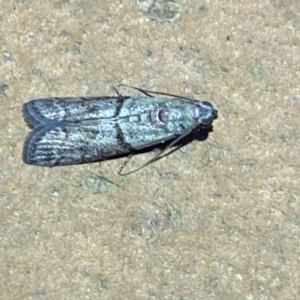 Cryptoblabes euraphella at Jerrabomberra, NSW - 10 Mar 2022