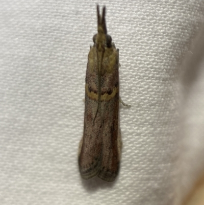 Etiella behrii (Lucerne Seed Web Moth) at Jerrabomberra, NSW - 10 Mar 2022 by Steve_Bok