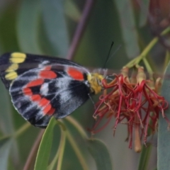 Delias harpalyce (Imperial Jezebel) at Gundaroo, NSW - 10 Mar 2022 by Gunyijan