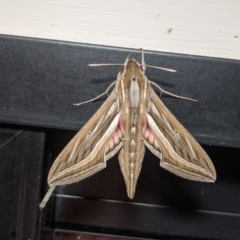 Hippotion celerio (Vine Hawk Moth) at Amaroo, ACT - 10 Mar 2022 by chriselidie