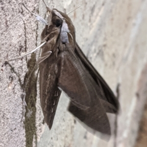 Hippotion celerio at Amaroo, ACT - suppressed