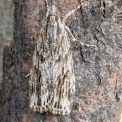 Scoparia ochrophara (A Crambid moth) at Googong, NSW - 10 Mar 2022 by WHall