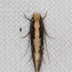 Monopis crocicapitella (Bird Nest Moth) at Melba, ACT - 9 Jan 2022 by kasiaaus