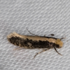 Monopis crocicapitella at Melba, ACT - 9 Jan 2022