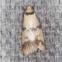 Heteroteucha anthodora (A Concealer moth (Wingia group)) at O'Connor, ACT - 3 Mar 2022 by ibaird