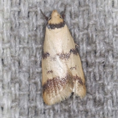 Heteroteucha anthodora (A Concealer moth) at O'Connor, ACT - 3 Mar 2022 by ibaird