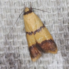 Heteroteucha translatella (Wingia Group) at O'Connor, ACT - 3 Mar 2022 by ibaird