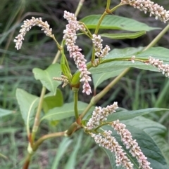 Persicaria lapathifolia (Pale Knotweed) at Uriarra Recreation Reserve - 10 Mar 2022 by JaneR