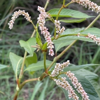 Persicaria lapathifolia (Pale Knotweed) at Uriarra Recreation Reserve - 10 Mar 2022 by JaneR