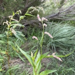 Persicaria lapathifolia at Stromlo, ACT - 10 Mar 2022