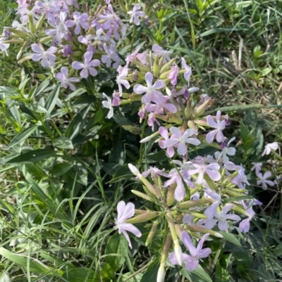 Saponaria officinalis (Soapwort, Bouncing Bet) at Stromlo, ACT - 10 Mar 2022 by JaneR