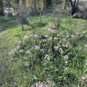 Saponaria officinalis at Stromlo, ACT - 10 Mar 2022