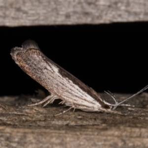 Phthonerodes peridela at Melba, ACT - 9 Jan 2022 10:21 PM