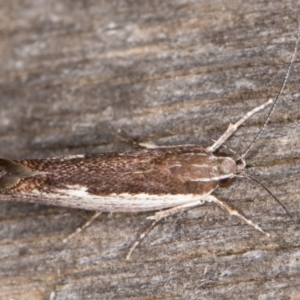 Phthonerodes peridela at Melba, ACT - 9 Jan 2022 10:21 PM