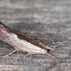 Phthonerodes peridela at Melba, ACT - 9 Jan 2022 10:21 PM