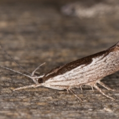 Phthonerodes peridela at Melba, ACT - 9 Jan 2022 10:21 PM