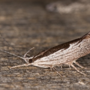 Phthonerodes peridela at Melba, ACT - 9 Jan 2022 10:21 PM