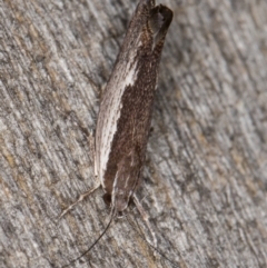 Phthonerodes peridela at Melba, ACT - 9 Jan 2022 10:21 PM