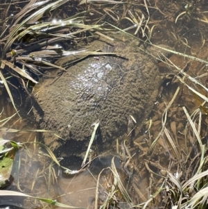 Chelodina longicollis at Stromlo, ACT - 10 Mar 2022