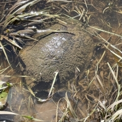 Chelodina longicollis (Eastern Long-necked Turtle) at Uriarra Recreation Reserve - 10 Mar 2022 by JaneR