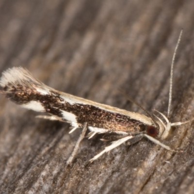 Labdia oxysema (A Curved-horn moth) at Melba, ACT - 9 Jan 2022 by kasiaaus