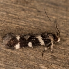 Macrobathra ceraunobola (a cosmet moth) at Melba, ACT - 9 Jan 2022 by kasiaaus