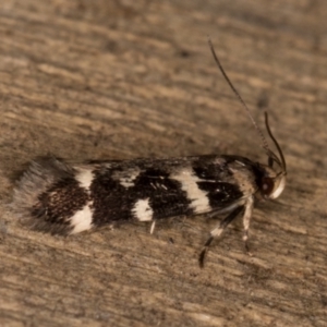 Macrobathra ceraunobola at Melba, ACT - 9 Jan 2022