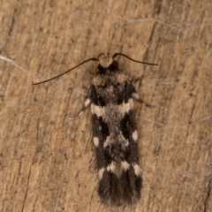 Macrobathra ceraunobola at Melba, ACT - 9 Jan 2022 10:28 PM