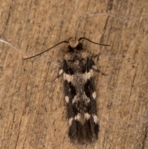 Macrobathra ceraunobola at Melba, ACT - 9 Jan 2022 10:28 PM