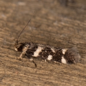 Macrobathra ceraunobola at Melba, ACT - 9 Jan 2022 10:28 PM