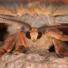 Opodiphthera helena (Helena Gum Moth) at Melba, ACT - 9 Jan 2022 by kasiaaus